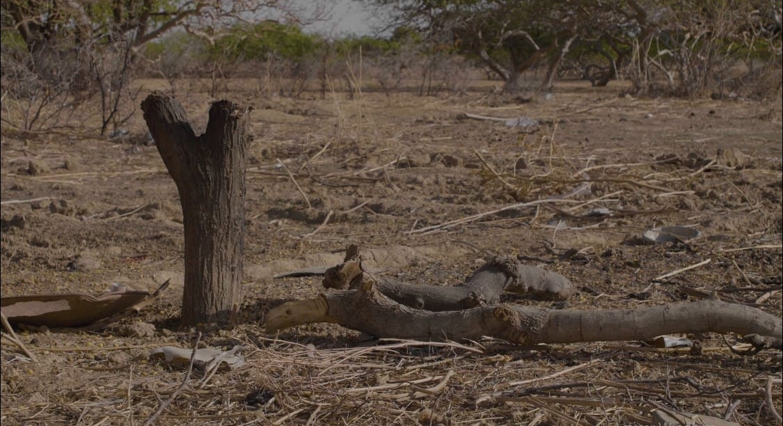 Terres arides : la pression sur la forêt